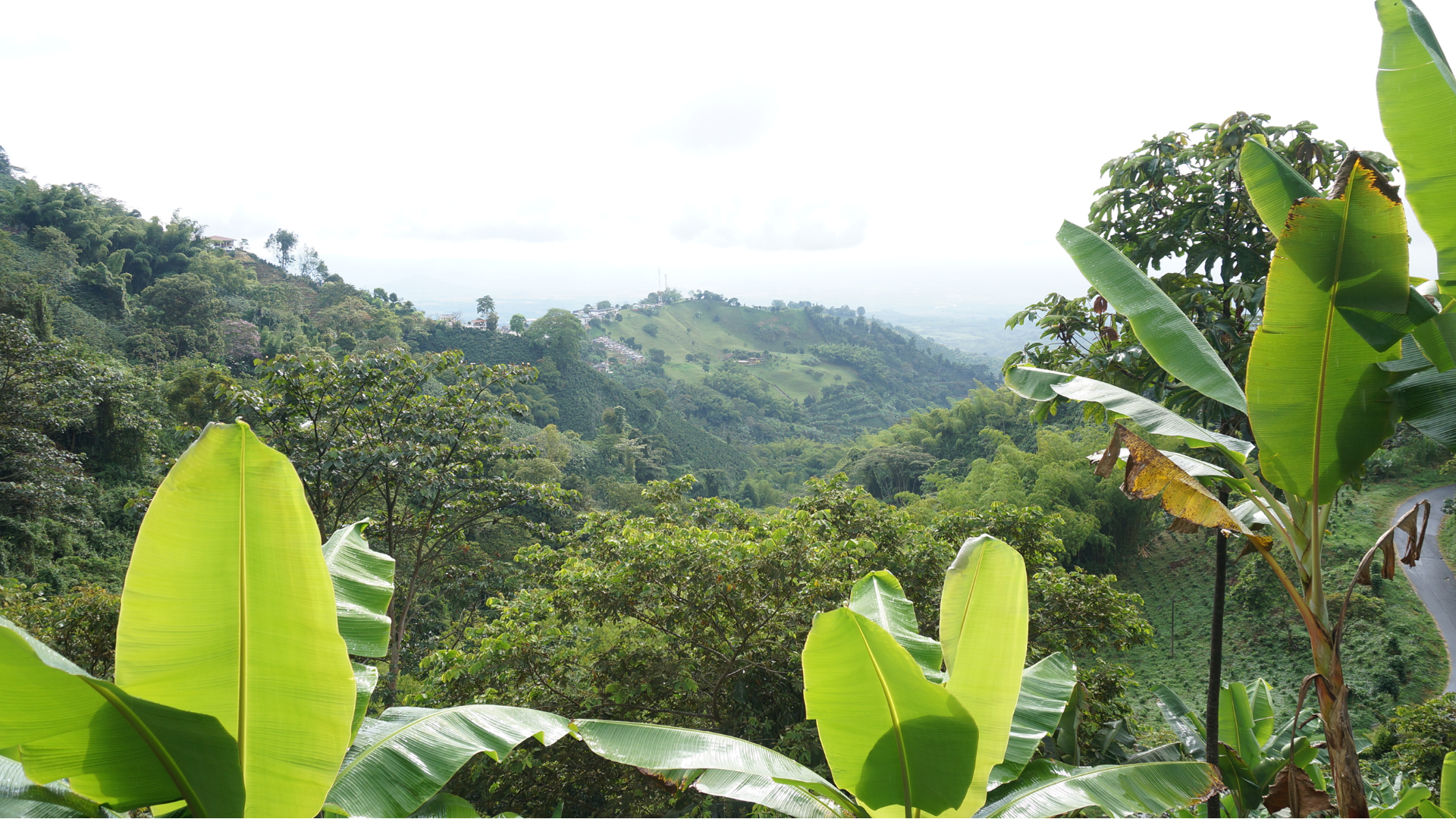 Green forest with large leaves in the foreground