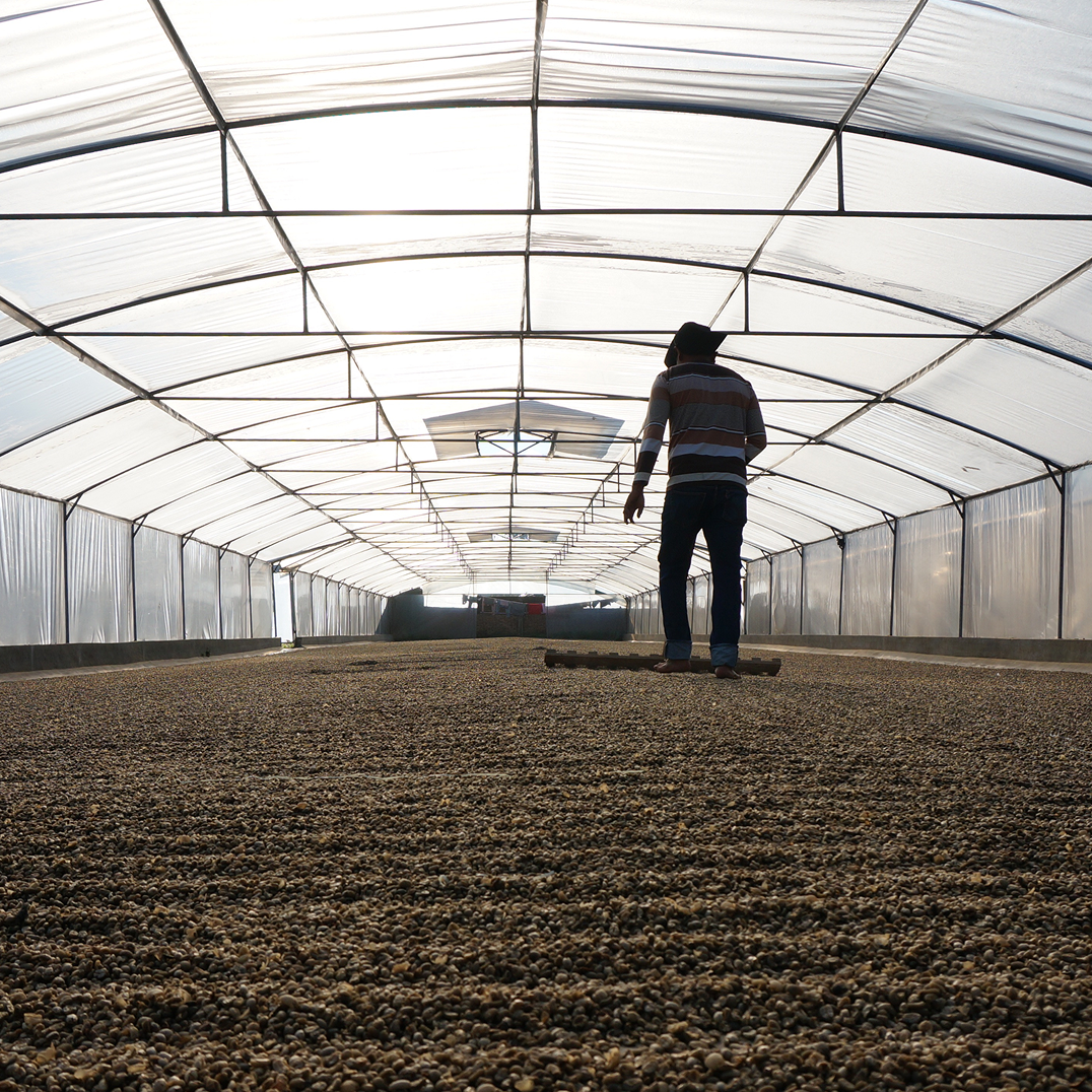 Person walking through a large greenhouse with transparent roof and walls.